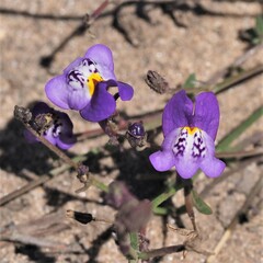 Linaria algarviana