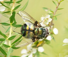 Rutilia