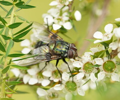 Rutilia