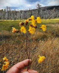 Podolepis hieracioides