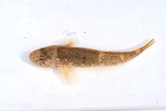 Chaenogobius annularis
