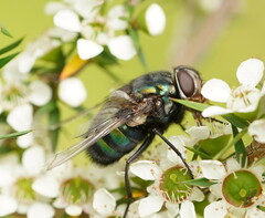Rutilia