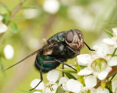 Rutilia