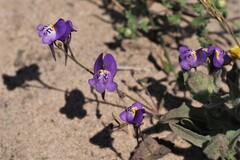 Linaria algarviana
