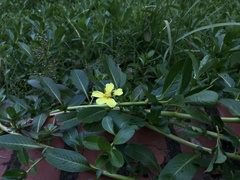 Ludwigia taiwanensis