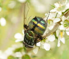 Rutilia