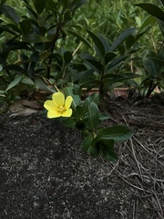 Ludwigia taiwanensis