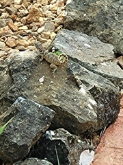 Leiocephalus carinatus