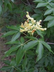 Aesculus pavia flavescens