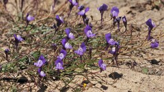 Linaria algarviana