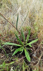 Podolepis hieracioides