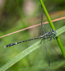 Austrogomphus ochraceus