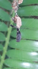 Arachnura scorpionoides