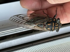 Macrotristria maculicollis