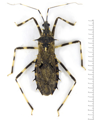 Syberna annulata