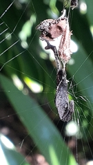 Arachnura scorpionoides