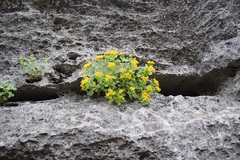 Perityle lindheimeri