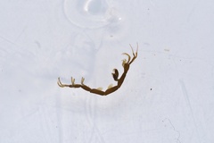 Caprella danilevskii