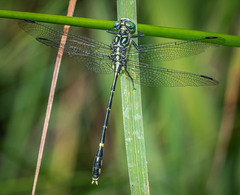 Austrogomphus ochraceus