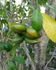 Tabernaemontana pandacaqui