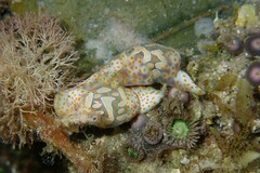 Lamprohaminoea cymbalum