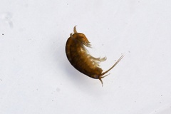 Hyalidae