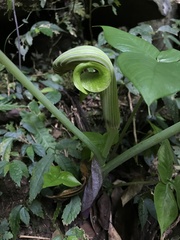 Arisaema ringens