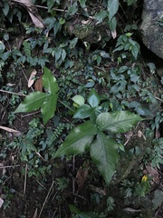 Arisaema ringens