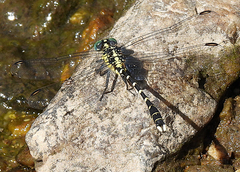 Hemigomphus heteroclytus