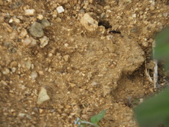 Camponotus japonicus