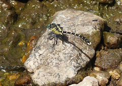Hemigomphus heteroclytus