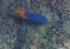 Pomacentrus umbratilus