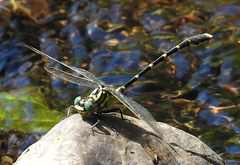 Hemigomphus heteroclytus