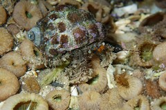 Pseudopaguristes monoporus