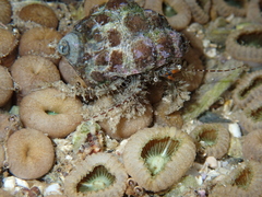 Pseudopaguristes monoporus