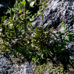 Phlebodium araneosum