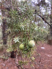 Juniperus macrocarpa