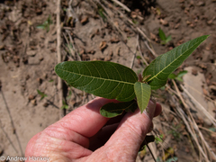 Ficus capreifolia