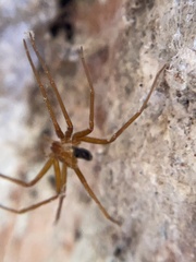 Loxosceles yucatana