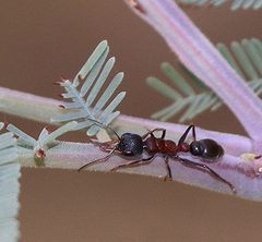 Myrmecia pilosula