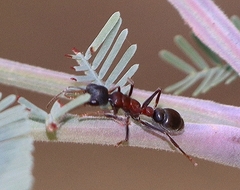 Myrmecia pilosula