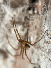 Loxosceles yucatana