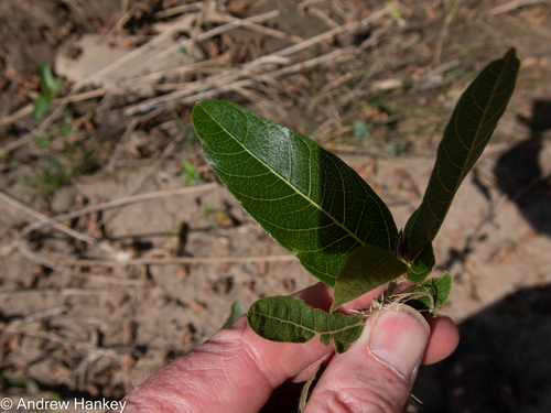 Sandpaper fig (Ficus capreifolia)