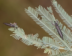 Rhinotia phoenicoptera