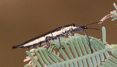 Rhinotia phoenicoptera