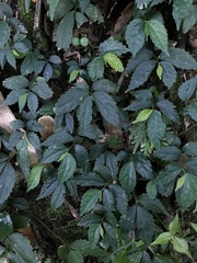 Elatostema cyrtandrifolium