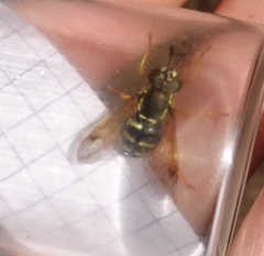 Chrysotoxum festivum