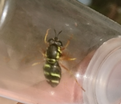 Chrysotoxum festivum