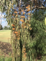 Amyema pendula