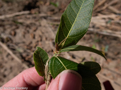 Ficus capreifolia